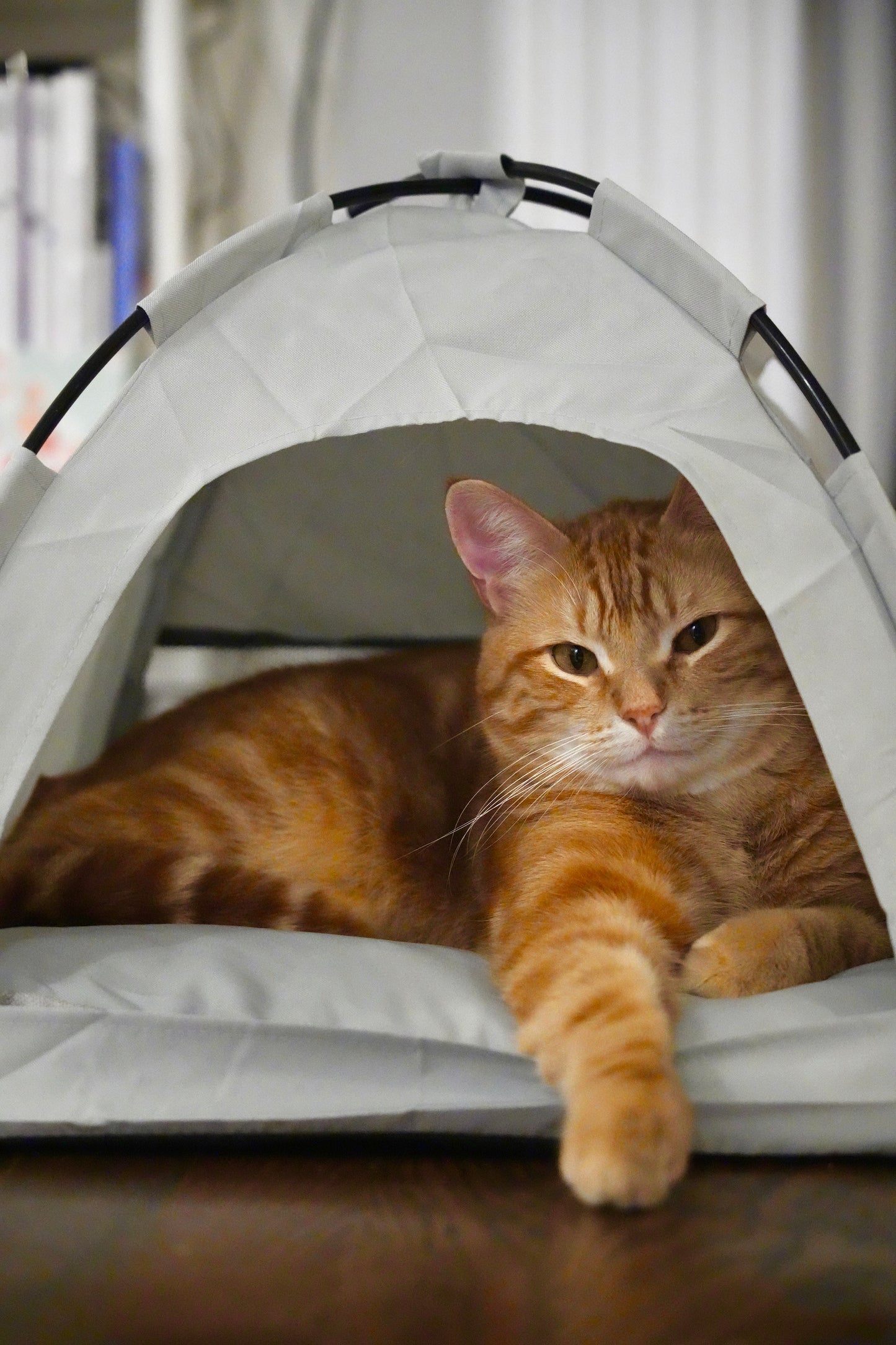 Cat Tent with Pillow - Camping