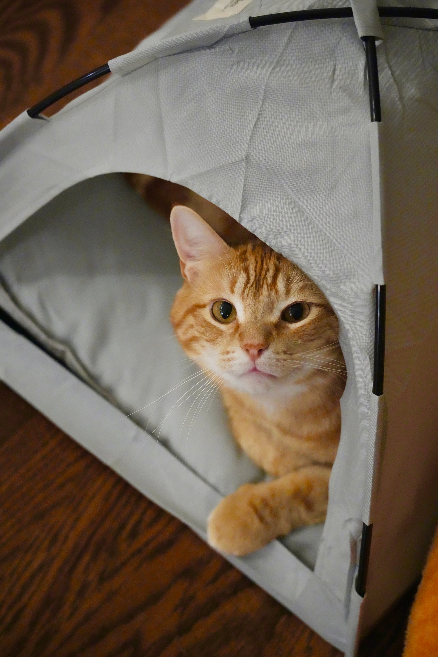 Cat Tent with Pillow - Camping