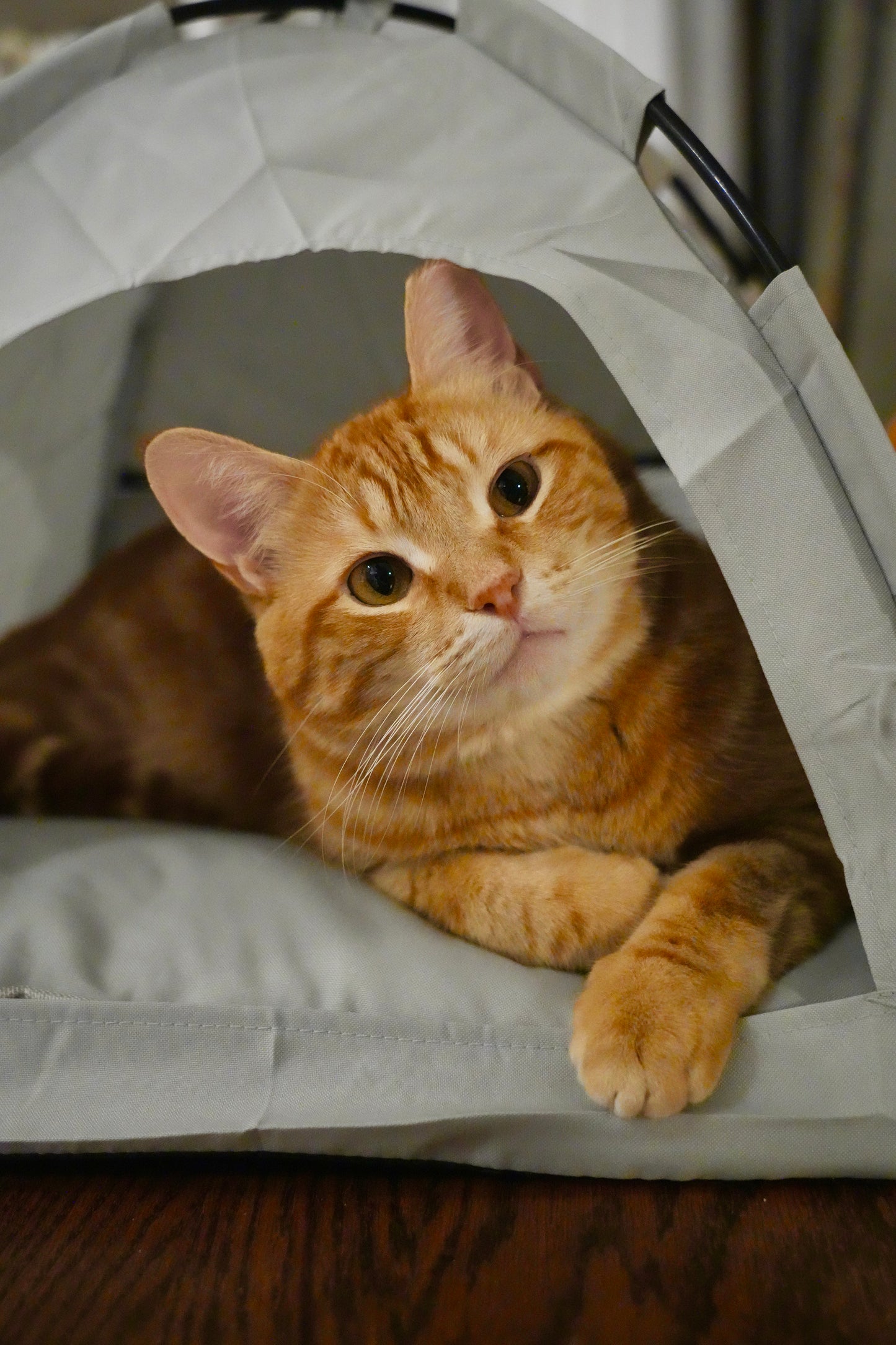 Cat Tent with Pillow - Camping